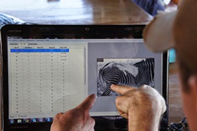 comparing zebras Scientists point at pictures of zebras on computer