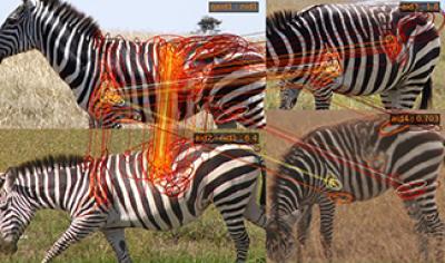 Stripe Spotter Lines from AI matching stripes on pictures of zebras
